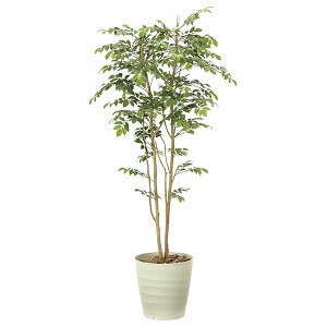 G} lHϗtA CeAO[  A  傫 ϗtA R 180cm tFCNO[ L  lHA h CeA }EeAbV O[ lH G