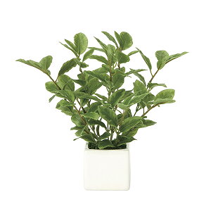 G} lHϗtA  CeAO[ G}H ~jO[ lHA CeA  ϗtA O[ tFCN ~j ~j[t L 21cm A lH sv 