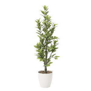 G} tFCNO[  ϗtA CeAO[ lHϗtA  傫 O[ L  lH A 160cm  CeA sv G}H k r