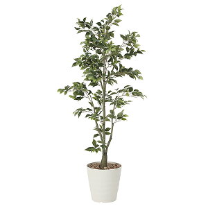 G} ϗtA CeAO[  A  L 傫 tBJXc[ lHϗtA  180cm lH sv CeA O[ ̓ G}H sv 