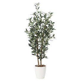 楽天市場 観葉植物 オリーブ 玄関の通販