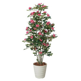 楽天市場 ブーゲンビリア 鉢植えの通販