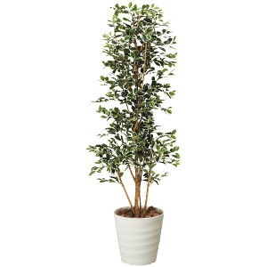 ϗtA G} A KW}^[G tFCNO[ lHϗtA 170cm R O[  ^ L W  h zAfqh sv A[gO[ lH tFCN a