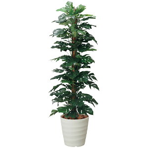  tFCNO[ L CeA G} XvbgtB 180cm ^ lHϗtA O[ ϗtA A zAfqh R h  A[gO[ lH ӏ tFCN 