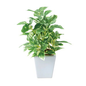 観葉植物 ギフト 卓上の人気商品 通販 価格比較 価格 Com