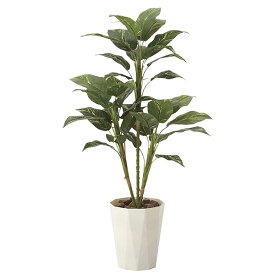 楽天市場 枯れない 観葉植物の通販