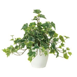 lHϗtA R L ϗtA ͂Ȃ Mtg G} j LO ̓ CeA tFCNO[ CeAO[ 蕨 ~j lHA CeA tbVACr