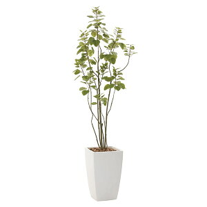観葉植物 ブランチツリーの人気商品 通販 価格比較 価格 Com 観葉植物 ブランチツリーの人気商品 通販 価格比較 価格 Com