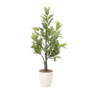 レモン 観葉植物の人気商品 通販 価格比較 価格 Com