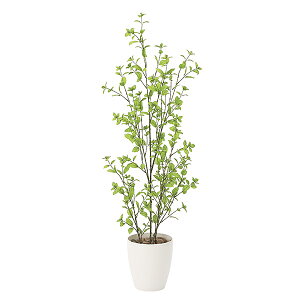 ユーカリ 観葉植物の人気商品 通販 価格比較 価格 Com