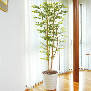 ϗtA ^ tFCNO[ lHϗtA G} CeA 傫 lHA S[f[t 180cm A[gO[ ̊y lH  L R h zAfqh 