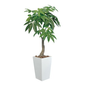楽天市場 母の日ギフト 種類 植物 パキラ の通販 楽天市場 母の日ギフト 種類 植物 パキラ の通販