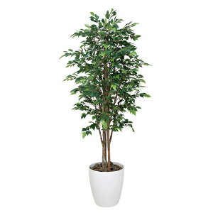 ϗtA ^ tFCNO[ lHϗtA G} CeA 傫 lHA CxW~ 180cm A[gO[ ̊y lH  L R h zAfqh
