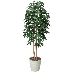 tFCNO[ lHϗtA G} ϗtA ^ CeA 傫 lHA pLc[ 160cm A[gO[ ̊y lH  L R h zAfqh  