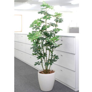 観葉植物 カポック 光触媒の人気商品 通販 価格比較 価格 Com