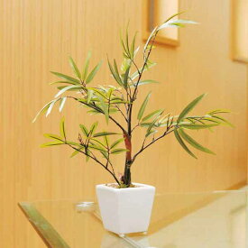 楽天市場 黒竹 鉢植えの通販