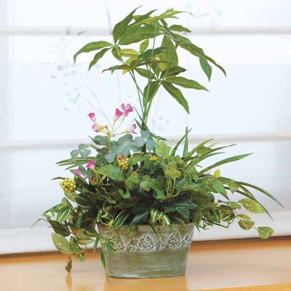 楽天市場】光触媒 デスク 観葉植物 寄せ植え パキラ 高さ45cm テーブル 