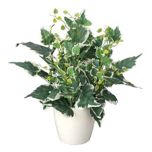新築祝い 花 鉢植えの通販 価格比較 価格 Com