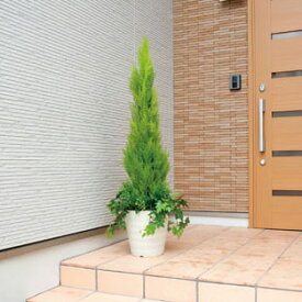 楽天市場 北欧 雑貨 種類 植物 ゴールドクレスト 花 観葉植物 花 ガーデン Diy の通販