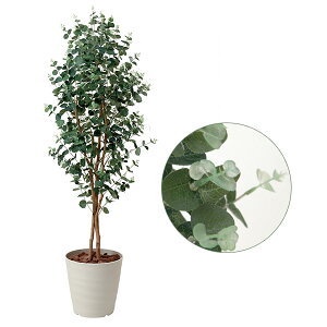 観葉植物 ユーカリ 光触媒の人気商品 通販 価格比較 価格 Com