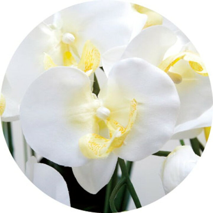 楽天市場】光触媒 花 フェイクフラワー フェイクグリーン 胡蝶蘭  