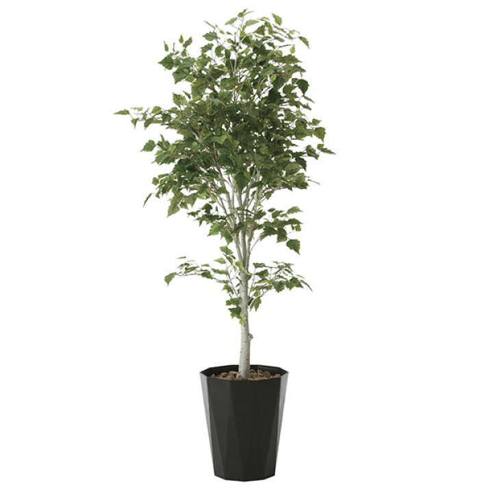 楽天市場 光触媒 観葉植物 植物 人工観葉植物 大型 フェイクグリーン インテリア おしゃれ 室内 ギフト 新築祝い プレゼント 友人 お祝い 美容室 開店祝い サロン 引っ越し祝い 人工 人工植物 インテリアグリーン フェイク グリーン 白樺1 9 高さ190cm 光の楽園 アート