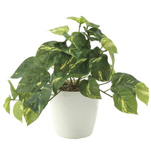 lHϗtA G} ϗtA ~j tFCNO[ CeA C~e[VO[ CeAO[ _ lHA tbV|gXS 25cm ~jϗtA Mtg Vzj 