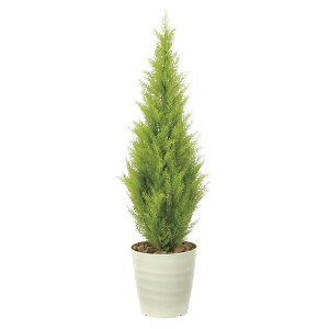 観葉植物 ゴールドクレストの人気商品 通販 価格比較 価格 Com 観葉植物 ゴールドクレストの人気商品 通販 価格比較 価格 Com