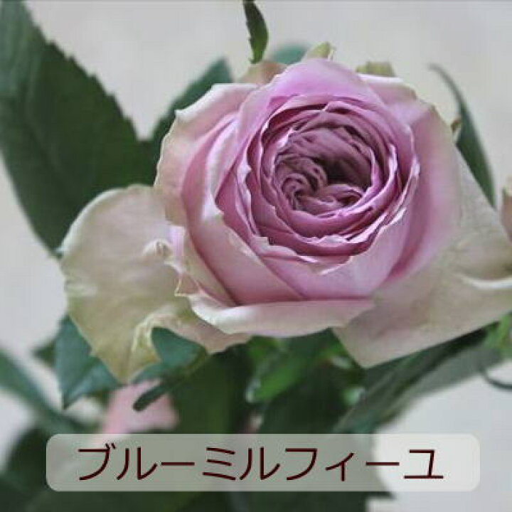 楽天市場 誕生日 花 花束 切花 ブーケ バラ 紫のバラ 送料無料 生花 お祝い 表彰 送別 退職 結婚祝い 結婚記念日 記念日 ウエディング フラワーギフト おしゃれ かわいい まるい きれい紫のバラの人 土日発送 B Ag ブーケ 花とギフトの店 Arne