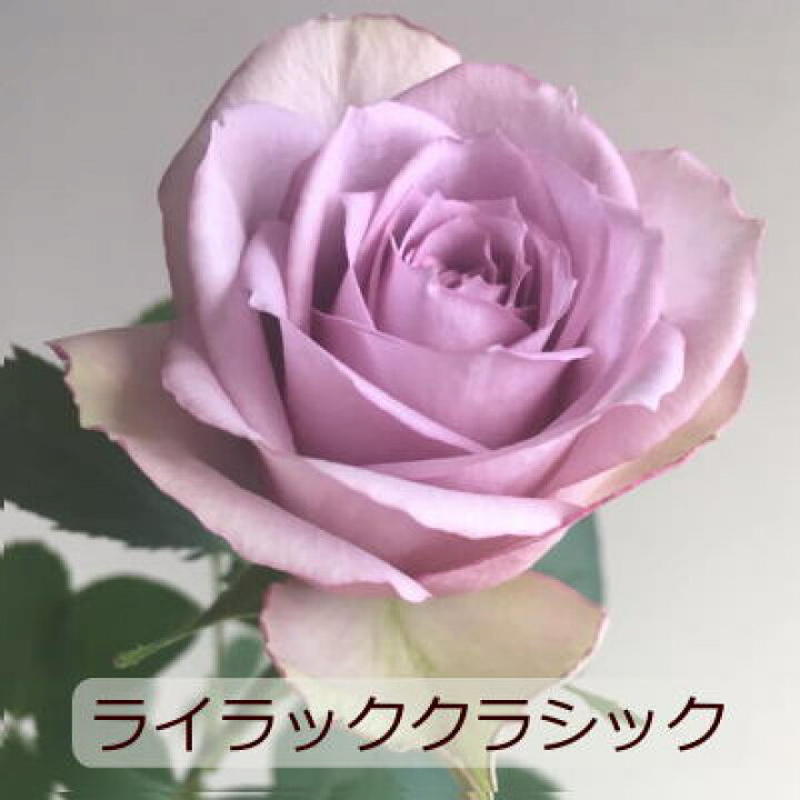 楽天市場 送別会 誕生日 花 花束 切花 ブーケ バラ 紫のバラ 送料無料 生花 お祝い 表彰 送別 退職 結婚祝い 結婚記念日 記念日 ウエディング フラワーギフト おしゃれ かわいい まるい きれい紫のバラの人 土日発送 B Ang ブーケ 花とギフトの店 Arne