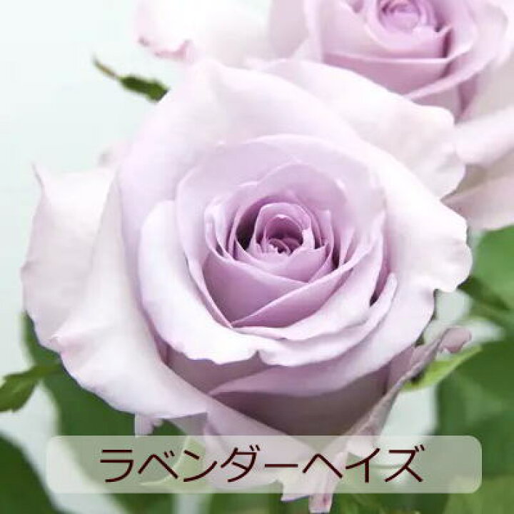 楽天市場 誕生日 父の日 花 花束 切花 ブーケ バラ 紫のバラ 送料無料 生花 お祝い 表彰 送別 退職 結婚祝い 結婚記念日 記念日 ウエディング フラワーギフト おしゃれ かわいい まるい きれい紫のバラの人 土日発送 B Ag ブーケ 花とギフトの店 Arne