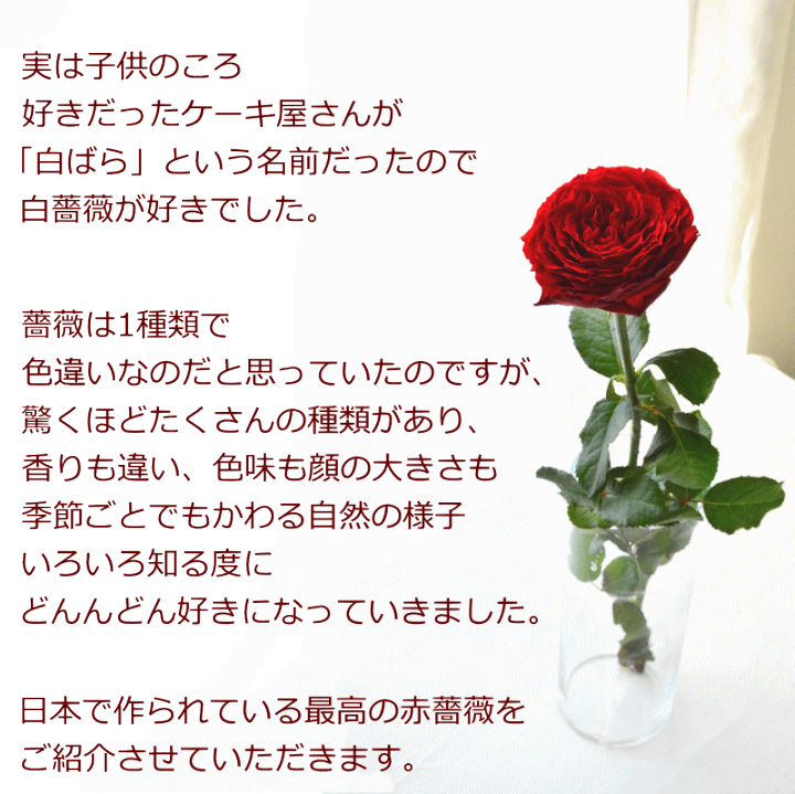 楽天市場 遅れてごめんね敬老の日 送別会 誕生日 花 花束 切花 ブーケ 送料無料 生花 プロポーズ 結婚式 結婚記念日 お祝い 表彰 バラ 赤薔薇 ダーズンローズ ウエディング 両親贈呈 選べる おまかせ フラワーギフト デー おしゃれ かわいい まるい きれい B Ang