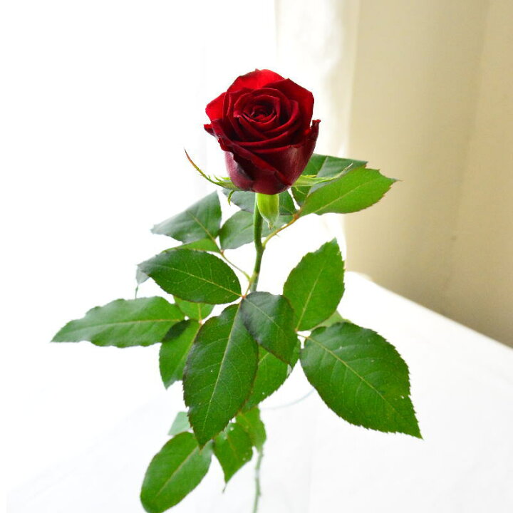 楽天市場 遅れてごめんね敬老の日 送別会 誕生日 花 花束 切花 1本ブーケ 生花 ボックスフラワー 箱入り プロポーズ 結婚式 結婚記念日 お祝い 表彰 バラ 赤薔薇 ウエディング フラワーギフト デー おしゃれ かわいい きれい 土日発送 送料別 B Ang ブーケ 花とギフト