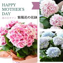 遅れてごめんね 母の日 花 鉢植え 紫陽花 アジサイ 花鉢 あじさい ギフト 誕生日 フラワーギフト プレゼント 季節の花 お祝い 感謝 おしゃれ 自宅用 ANG 宅配