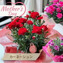 花 カーネーション 赤色 ピンク色 オレンジ 花鉢 ギフト 5号 個性的 綺麗なラッピング フラワーギフト プレゼント 季節の花 ANG 宅配