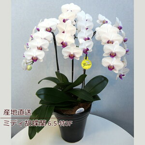 Ӓ a     Ԕ ~fBӒ 3F 3{ Mtg Yn bNX bZ[W a W t LO v[g j  Vzj e[uTCY EGf