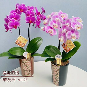 Ӓ A a     Ԕ R`E ~fBӒ L2F L2{ Mtg sN Yn bNX bZ[W a W t LO v[g j  V