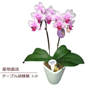 生花 胡蝶蘭 ピンクの人気商品 通販 価格比較 価格 Com 生花 胡蝶蘭 ピンクの人気商品 通販 価格比較 価格 Com