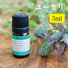 【 ユーカリ 5ml 】MORE モア エッセンシャルオイル アロマオイル 精油 アロマ エッセンシャルオイルアーニーバーニー/フリート/【RCP】【メール便対応】