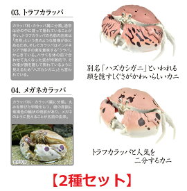 楽天市場 トラフカラッパ ガチャの通販