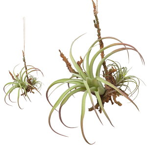 1~7�c�Ɠ��o�� �t�F�C�N�O���[�� �C�~�e�[�V�����O���[�� 80916 �n���M���O�G�A�[�v�����cL �l�H�ϗt�A�� ���� ���� �g�C�� ���� W24 D20 H50 �v���[���g