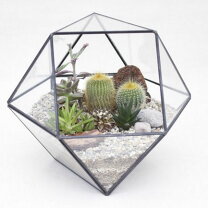 楽天市場】テラリウム アイアン キューブの通販 