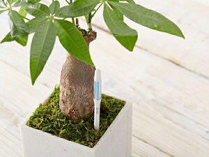 susteeサスティー水分計植物用水分計水やり名人スティック型水分計インジケーター水分感知器2号鉢2.5号鉢3号鉢約12cmメール便白緑ホワイトグリーン日本製ゆうメール限定!送料無料!Sus・tee/サスティーSサイズ(替芯タイプ)