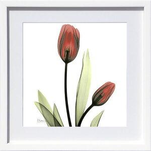 yCZXvgzgQA[g XRay G |X^[ A[gpl _ A[g G  ŉ ۉ i gOt VNXN[ A[gt[ CeA t[t