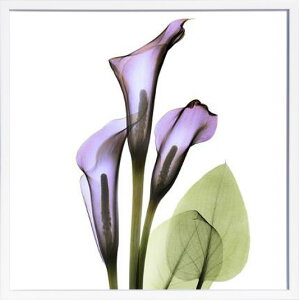 yCZXvgzgQA[g XRay G |X^[ A[gpl _ A[g G  ŉ ۉ i gOt VNXN[ A[gt[ CeA t[t