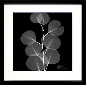 yCZXvgzgQA[g XRay G |X^[ A[gpl _ A[g G  ŉ ۉ i gOt VNXN[ A[gt[ CeA t[t