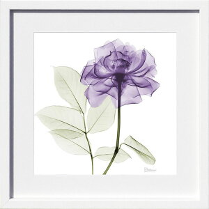 【ライセンスプリント】レントゲンアート XRay 絵画 ポスター アートパネル モダン アート 絵 複製画 版画 抽象画 作品 リトグラフ シルクスクリーン アートフレーム インテリア フレーム付