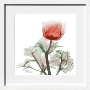 yCZXvgzgQA[g XRay G |X^[ A[gpl _ A[g G  ŉ ۉ i gOt VNXN[ A[gt[ CeA t[t