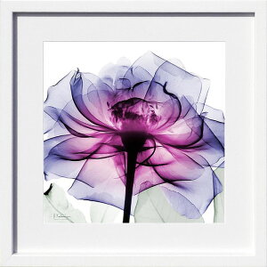 yCZXvgzgQA[g XRay G |X^[ A[gpl _ A[g G  ŉ ۉ i gOt VNXN[ A[gt[ CeA t[t