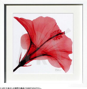 yCZXvgzgQA[g XRay G |X^[ A[gpl _ A[g G  ŉ ۉ i gOt VNXN[ A[gt[ CeA t[t